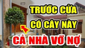 Truoc San Khong Trong 3 Cay Trong Nha Khong Treo 3 Vat Do La Cay Gi Vat Gi 171000