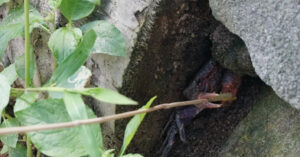 Tuyet Chieu Cau Loai Dac San Duoc Du Khach San Don O Nui Cam 3386