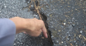 Vet Nut Bat Thuong Tren Deo Ngang Gan Noi Giun Dat Chet Kho La Liet 2215