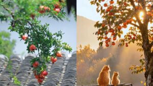 Vi Sao Nguoi Xua Noi Phia Dong Trong Luu La Vang Phia Tay Trong Hong La Bac 085046