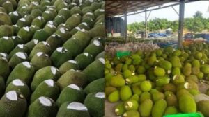 vi sao nhieu nguoi ban cat mot phan dau qua mit roi boi chat trang len su that khong phai ai cung bi