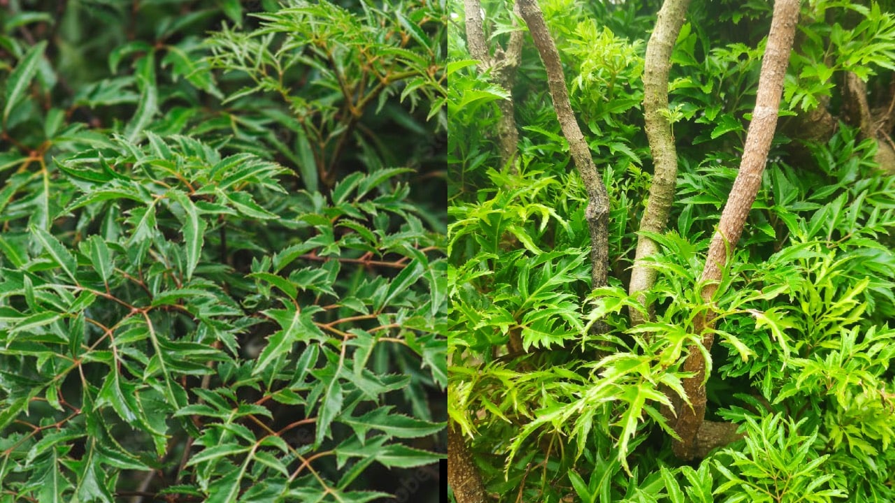 Vi Tri Tot Nhat De Trong Cay Dinh Lang Chan Ta Khi Hut Tien Tai 235020