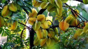 Vi Tri Trong Cay Khe Giup Gia Chu Thu Hut Tai Loc Giong Hu Chon Tien Ca Nha Giau To 160344