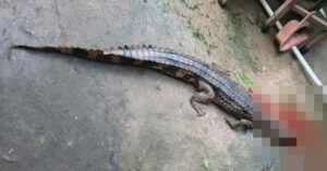 Vu Ca Sau Song Chuong Can Chan Thay Giao Nguoi Nuoi Bi Phat Hon 300 Trieu Dong 3896